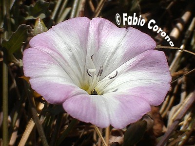 Convolvulus arvensis ... una stella  caduta in un prato